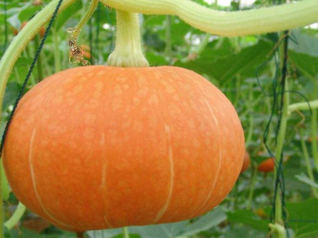 『血糖』4物是天然的“胰岛素”,工资少也要舍得多吃,血糖或许慢慢下降