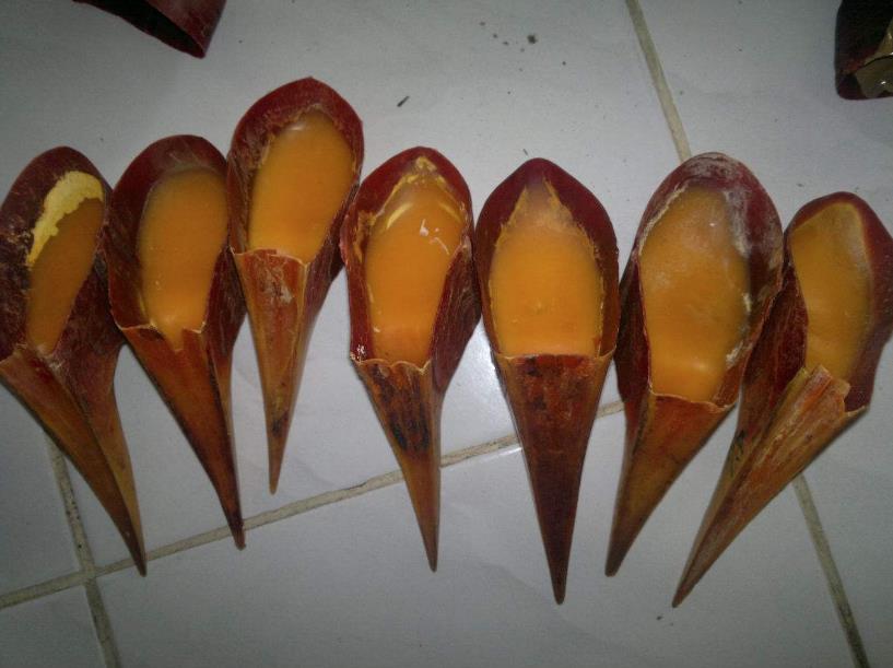 『大象』大象不长象牙后，人类盯上了盔犀鸟的头骨，它的价值堪比黄金