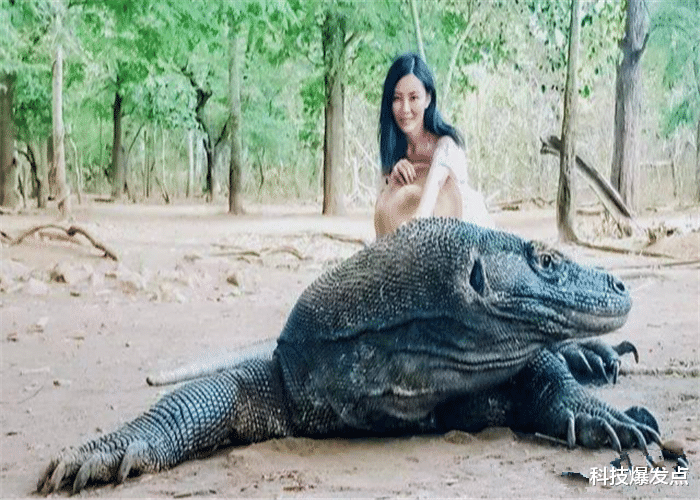 科莫多巨蜥：科莫多巨蜥有多强？人被咬后会怎么样？外国小伙“作死”实验！