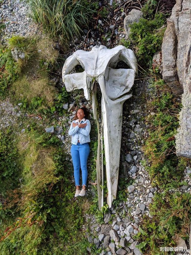 狮子|37张罕见“大”动物照片：看了熊掌和人类对比照，才知道熊多可怕