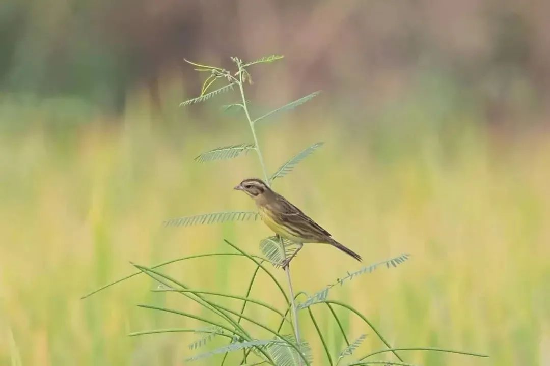 青海|东莞三地发现世界级“极危”鸟类禾花雀!数量为近年之最!
