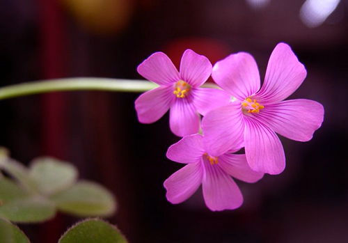 【金牛座】早年辛苦，中年发达，晚年富贵的三个星座
