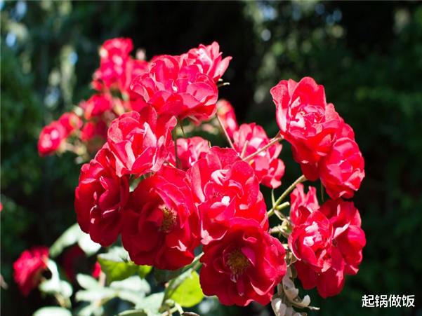 天蝎座|八月中旬爱情降临，桃花运找上门，3星座有福了