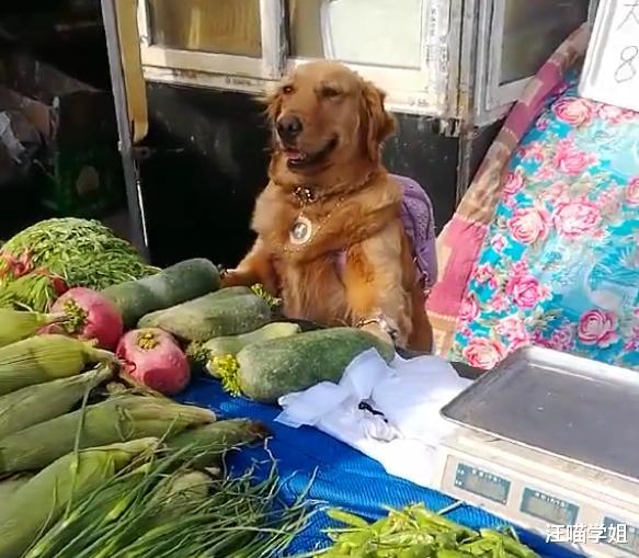 金毛和主人一起看菜摊，把生意都吸引走了，路人直夸太可爱