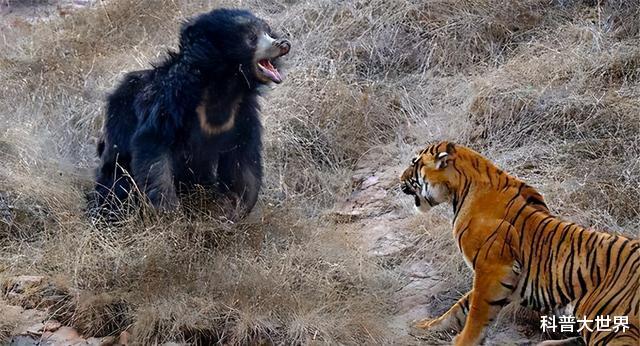 老虎|小兴安岭东北虎吃了黑熊，熊真干不过老虎吗？要看啥熊与啥虎去比
