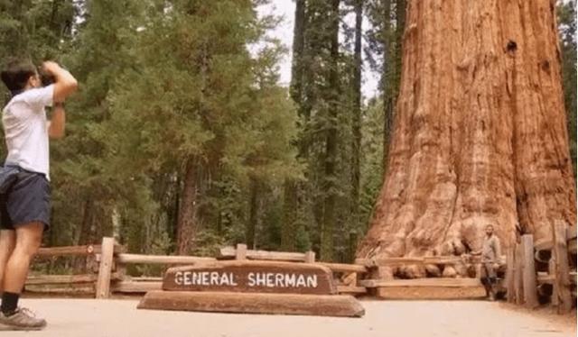 |全球最大的树：在中国商朝时期就种下，年龄已经超过3200年