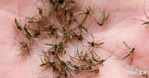蚊子|被100多只蚊子同时叮咬是一种什么体验？为何蚊子能在北极圈泛滥？
