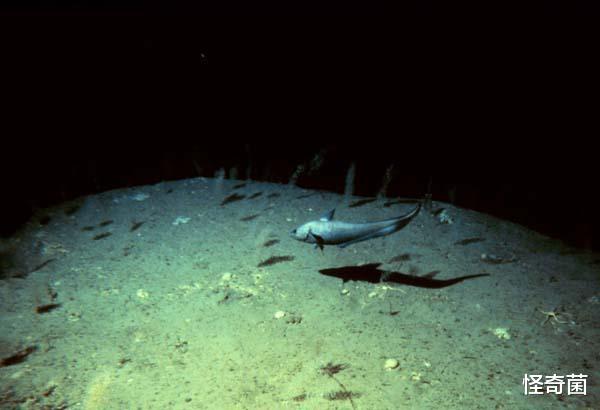 深海生物|深海最深处有什么？四个致命威胁，每个都让人害怕