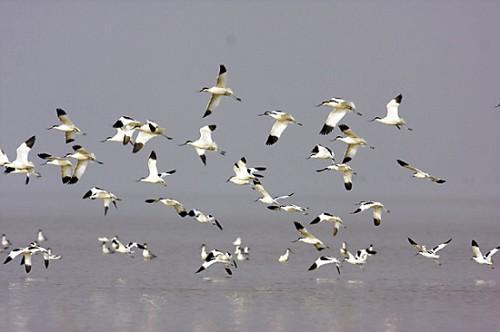 『暴雨』狂风暴雨时候,野外的鸟类是怎么过的?鸟儿:我是谁我在哪
