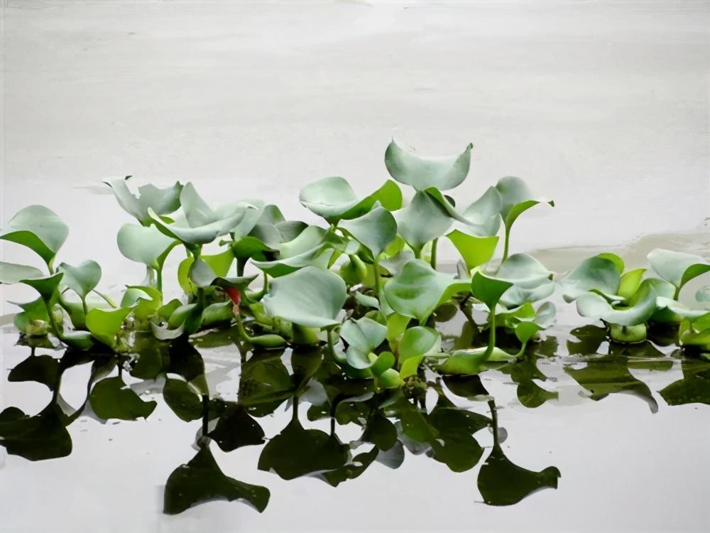 生物入侵|生物入侵的危害不大？三种入侵我国的生物，第一种已后悔引入！