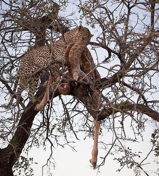 「」大自然可怕的一面，看得身体发凉！