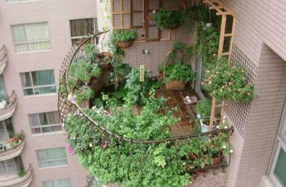 |在自家阳台种满了植物,心里乐开花,发业主群邻居却议论纷纷