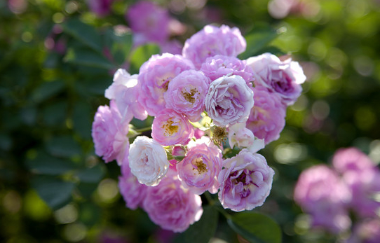 运势|步入10月，4属相喜事传千里，财运如泉涌，好运四面八方来