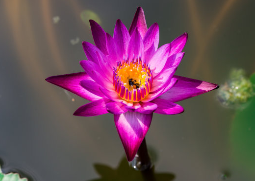 [吉星]未来一个月，4属相吉星临门，财源广进，福旺财旺，好运常伴左右