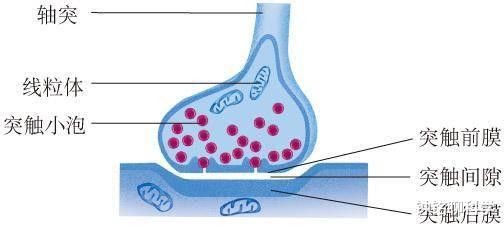 智人|人的大脑大约相当于多大内存？