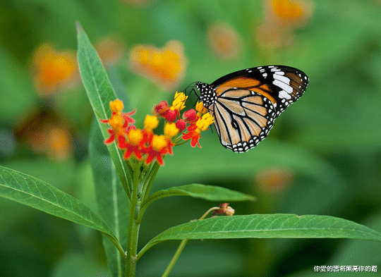 |未来三个月，横财不断，4属相工作如鱼得水，财源滚滚进家门