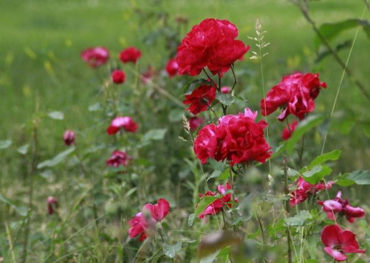 运势|进入9月初,4属相运势更上一层楼,生意风生水起,日子富贵平安