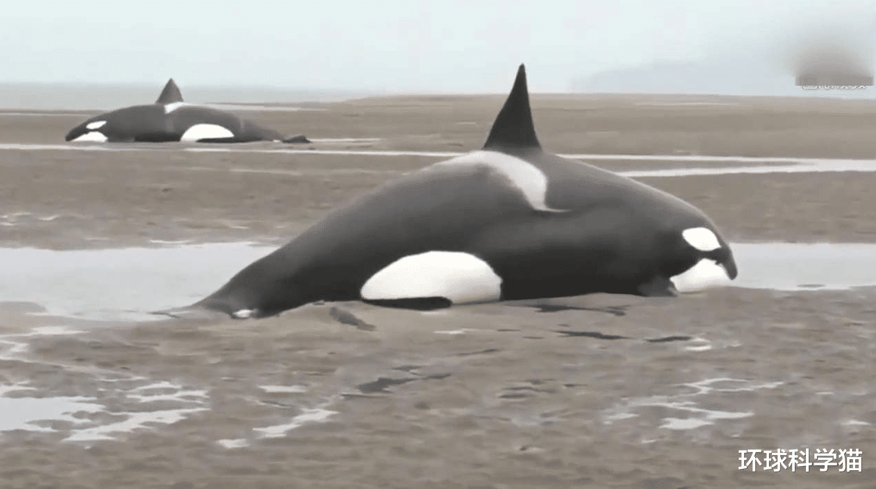 虎鲸|有5头之多！8月辽宁海域出现成群“海兽”，到底是什么？