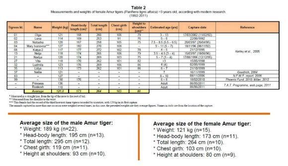 『老虎』东北虎与南非雄狮单挑，谁将是最后的赢家？对比分析