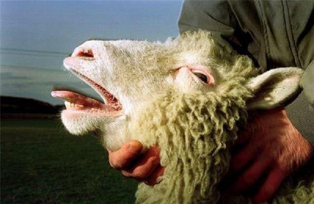 科学家▲还记得克隆羊多莉吗?看看它的结局,难怪现在无人再提克隆技术了