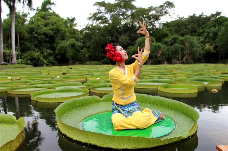 [西双版纳]一叶王莲做轻舟！云南西双版纳王莲竟可以托起傣族成年美女（图）