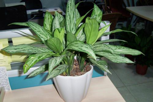 植物|你想要的室内绿植，不用再考虑那些了，试试它们