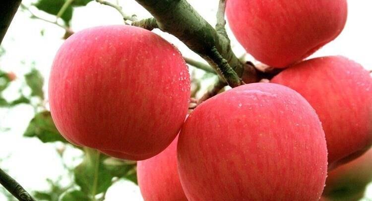 『高血压』高血压定要少吃水果？提醒：得了高血压，不妨多吃5种水果