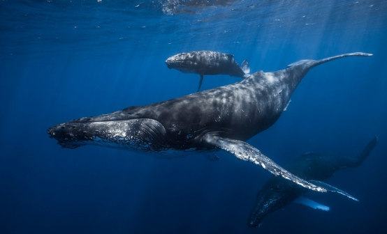 鲸鱼|鲸鱼是对抗全球变暖的小能手？科学家：一鲸相当于20亿棵树！