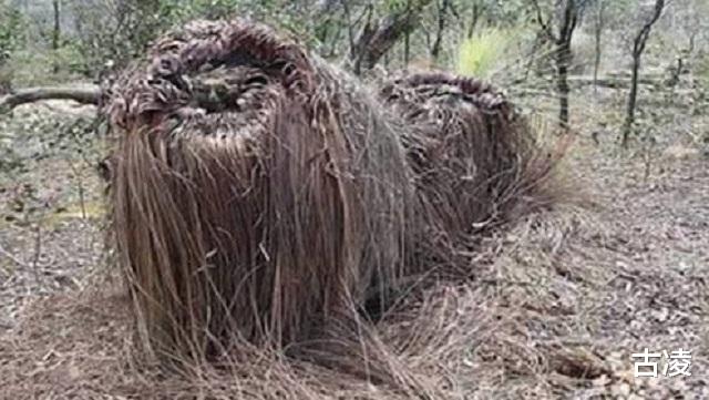 |神奇植物“食羊树”：温度达40℃就会自燃，羊群靠近意味着死亡