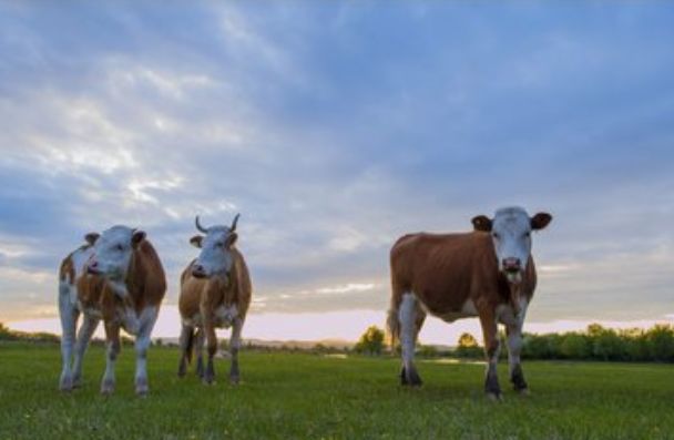 运势|9月1号开始，以下4属相运势不可挡，得贵人相助财运爆棚