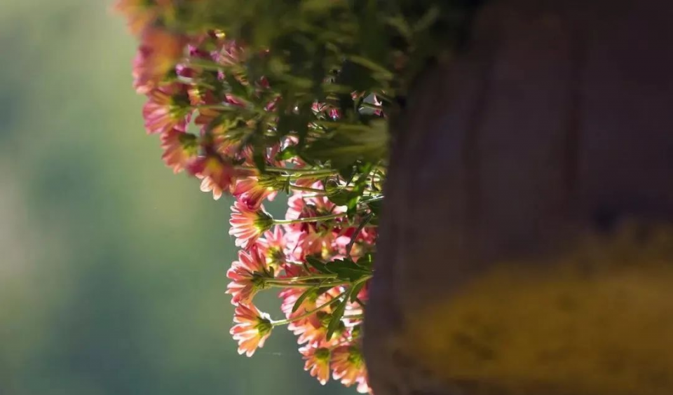 生肖|10月富、11月贵，4生肖喜事成双、财如雨下，大吉大利发大财