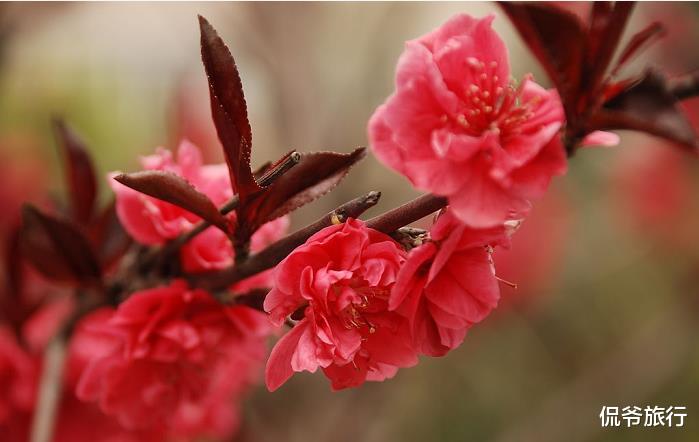 「生肖」6月19号正财于偏财运同时爆发的3大生肖，坐等暴富
