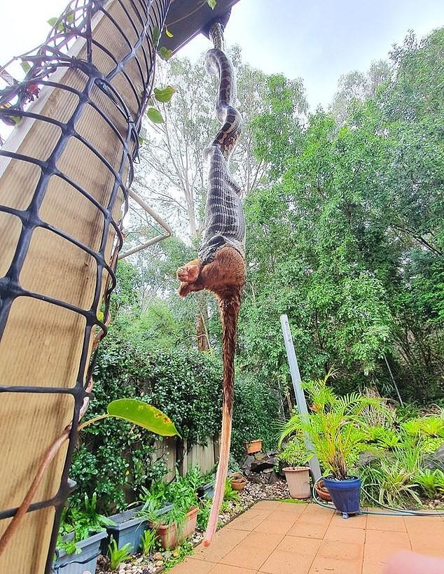 『抗体』两米长巨蟒花60分钟吃掉一只负鼠，澳大利亚捕蛇手感慨，太神奇