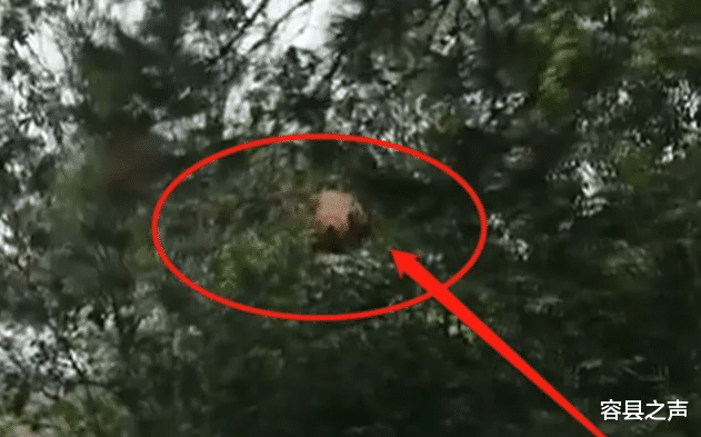 容县之声|广西一村民上山“捅”蜂窝，就为了赚点钱！