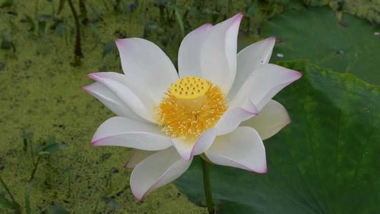 运势|9月开始运势转旺，家财万贯，苦日子熬出头的四大生肖