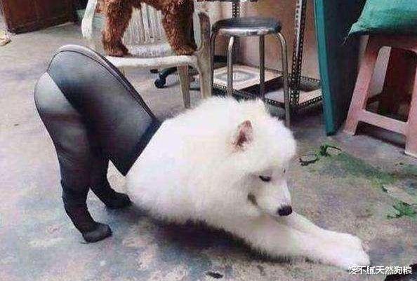 狗狗“伸懒腰”的5个意思，你知道吗？