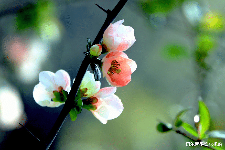 生肖|从不撒谎，天生老实的星座，不会骗人