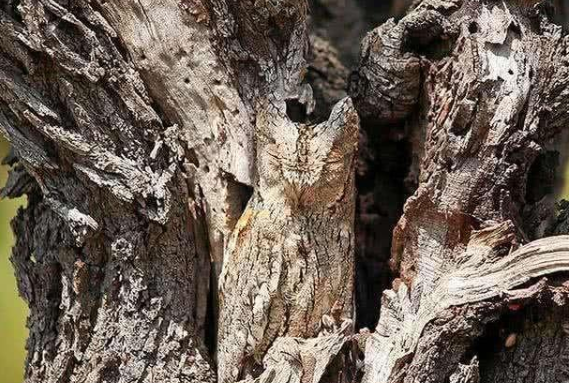 猫头鹰|英国最火老年痴呆测试：树干里有一只猫头鹰，你能在10秒内找到吗