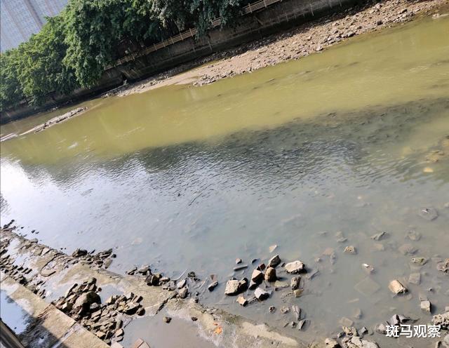 广州市|广州河道黑压压一片全是鱼，网友：再多，也不敢吃！