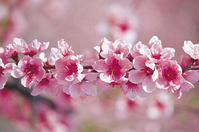 [运势]财运滚滚的三大生肖，财运亨通，财富不断找上门！