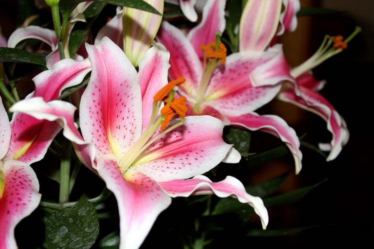 旧爱|9月份开始,马上走一波好运,让人高攀不上,全家不缺钱的4大生肖