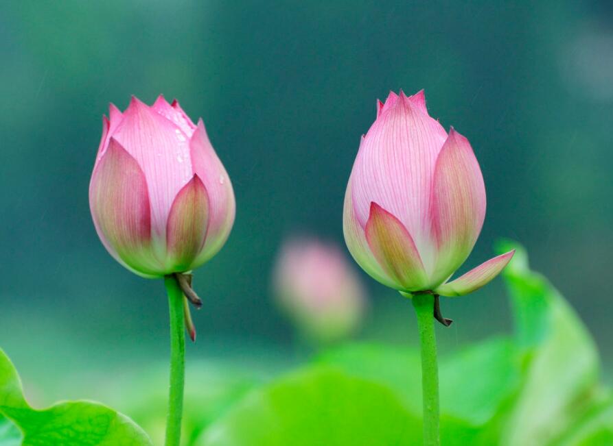 生肖|恭喜！8月发发发，事业步步高升，得财神爷关照，福利双收的生肖