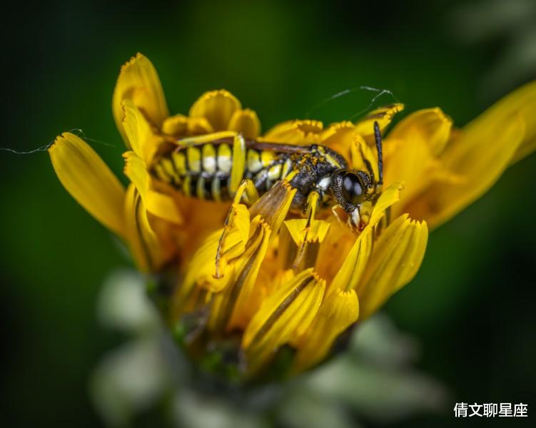 生肖|未来11天，桃花运来袭，真爱降临，转身遇到爱的4大生肖