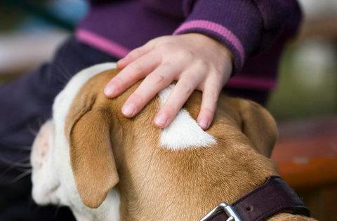 主人触摸狗狗这6个部位，它最“享受”了