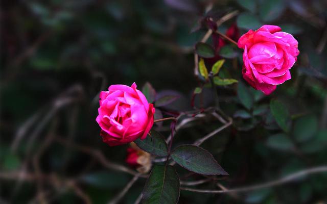 「生肖」爱情就像龙卷风,这几个星座容易喜新厌旧