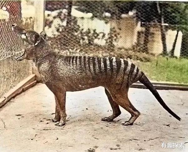 鲨鱼|绝种80年，消失52年物种回来了，有益还是有害，为何违反常理