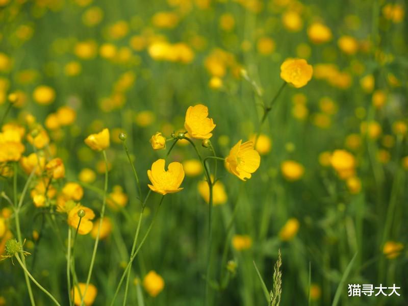 「生肖」未来8天桃花遍地开,姻缘连连来,4生肖与旧爱重归于好,幸福牵手