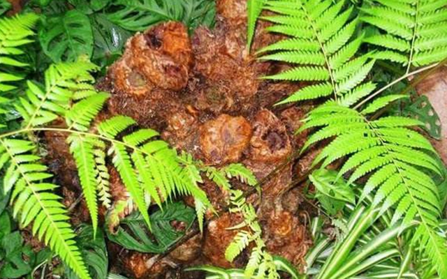 |谁家若有发现这种植物，请保护起来，它为珍贵物种，很稀少