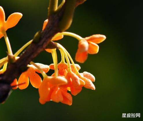 ：农历哪些月份出生的人，靠自己成才的潜力黑马，前途不可限量