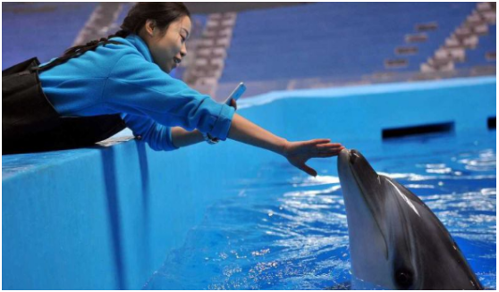 海豚：海豚为什么这么喜欢人类？原来在海豚眼中，人类长这个样子！